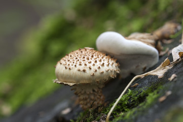 Pholiota squarrosa mushroom