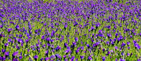 Obraz premium Close up of blue wild flowers on a meadow
