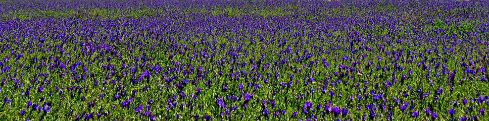 Close up of blue wild flowers on a meadow