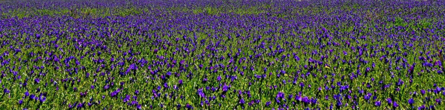 Close Up Of Blue Wild Flowers On A Meadow