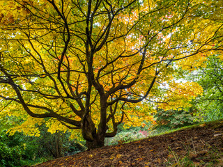Acer Soccharinum Tree in Autumn