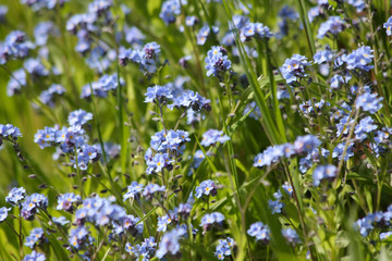 Vergissmeinnicht im Naturgarten