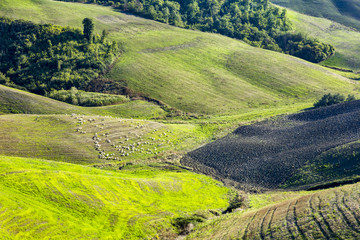 Tuscany Landscape with sheep