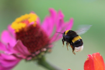 Лето, насекомые, настоящие пчелы, шмель, полет, полет шмеля, макро, растения, флора, фауна, цветок, цветение, пыльца