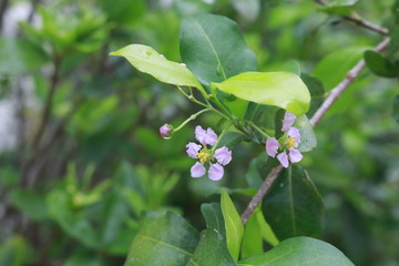 Obraz premium Flower - Selective focus on Malpighia glabra (acerola cherry), tropical fruit on branch