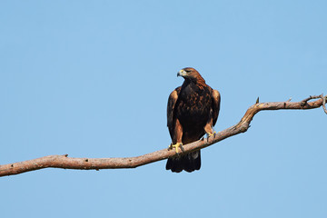 Golden eagle (Aquila chrysaetos)