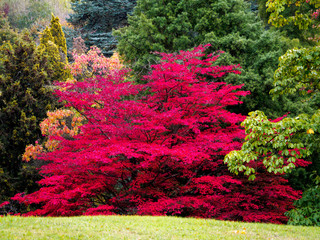 Japanese Maple (Acer palmatum) in Autumn Colours - obrazy, fototapety, plakaty