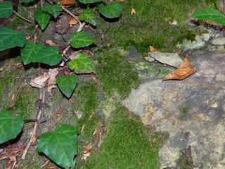  красивый камень в лесу на котором растет мох и зеленый плющ      