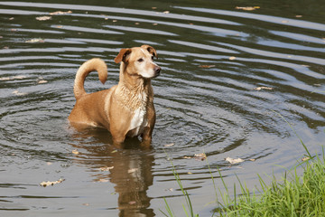 Brown dog in the wavy water. 