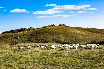 Fototapeta premium Tuscany Landscape with sheep