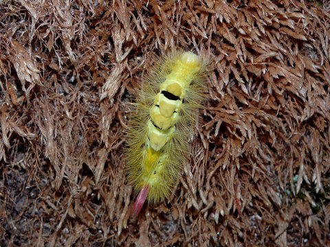 beautiful green caterpillar Dasychira pudibunda crawling through the old moss     