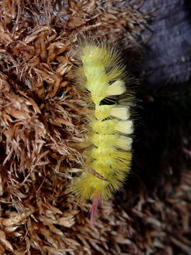 beautiful green caterpillar Dasychira pudibunda crawling through the old moss     