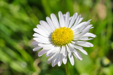 Perennial Daisy (lat. Bellis perennis) closeup