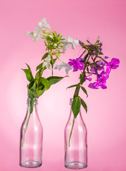Couple of flowers are in small glass bottles. On a pink background.