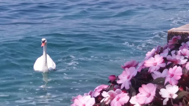 Cigno