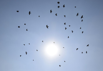 Silhouette of a flock of blackbird flying through a surreal evening sky with a fiery sun.