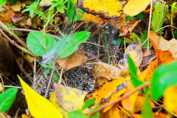 spiderweb with a raindrop plants after raining