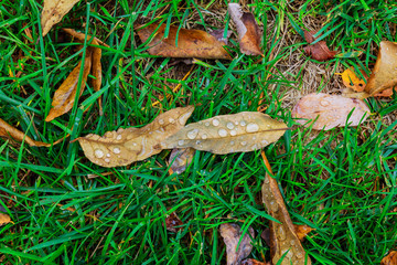 Sheet of aspen drops dew shining in sun rays