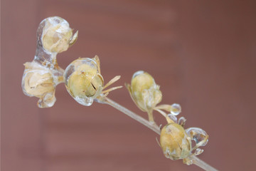 Frozen bud flower