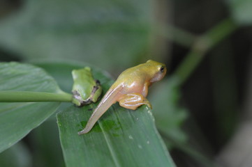 雨蛙の幼生