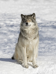 Wolf Zen a Timber wolf or Grey Wolf (Canis lupus) isolated on white background walking in the winter snow in Canada