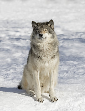 Fototapeta Wolf Zen a Timber wolf or Grey Wolf (Canis lupus) isolated on white background walking in the winter snow in Canada