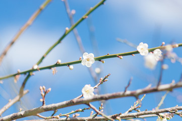 Apricot blossoms