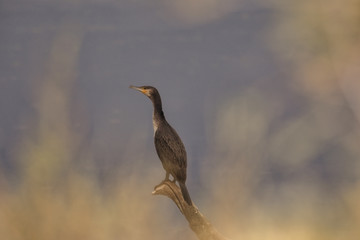 Cormoran