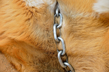 closeup of chained dog