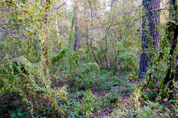 green deep leaf forest