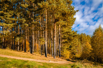 Obraz premium In The Autumn Forest