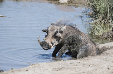 Wild Common Warthog (Phacochoerus africanu) at a Water Hole in A