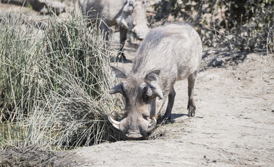 Wild Common Warthog (Phacochoerus africanu) at a Water Hole in A