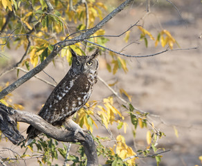 Wild Spotted Eagle-Owl (Bubo africanus) Sitting in a Tree in Afr