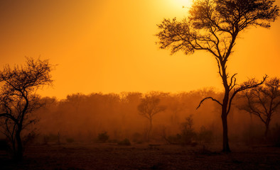 Obraz na płótnie Canvas A Dusty Sunrise in South Africa