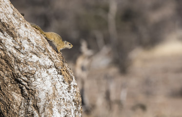 Smith's Bush Squirrel (Paraxerus cepapi) on a Tree in South Afri
