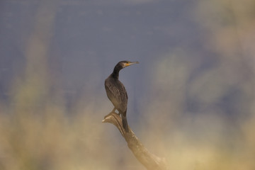 Cormoran