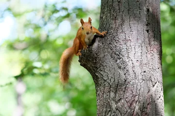 Selbstklebende Fototapeten Red squirrel on tree © haveseen
