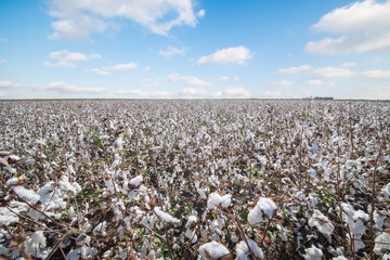 Cotton Field © Sondem