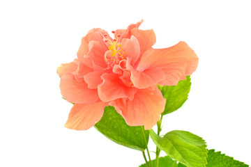 Orange hibiscus flower