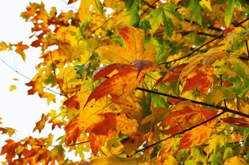 A close-up image of colourful Autumn leaves.