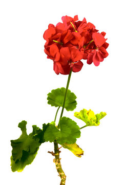 The red geranium.