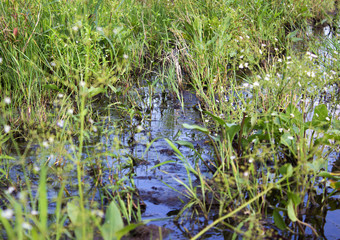 Swamp Close-Up