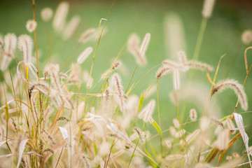 Grass heads with blurry background in the Fall