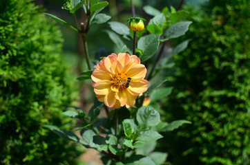 Fototapeta premium Bee collecting nectar from yellow Dahlia flower, in a lovely lush garden
