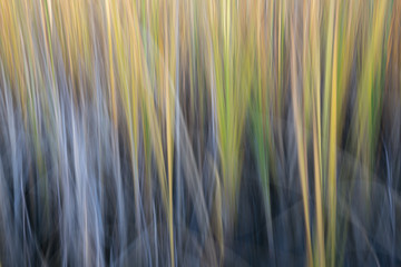 reed - nature motion blur abstract © MarekPhotoDesign.com