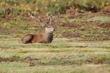 Red Deer Stag