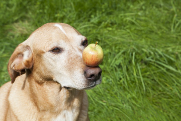 Brown dog with an apple on its nose. Green background. 