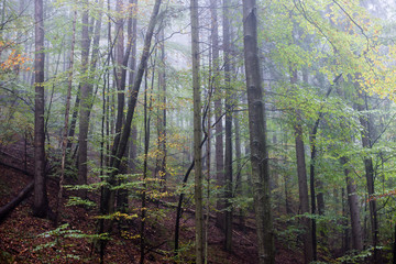 colorfull autumn trees in heavy mist in forest