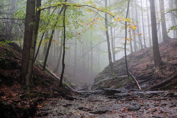 colorfull autumn trees in heavy mist in forest